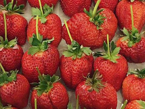 Dâu tây khổng lồ: Cơn sốt 'nữ hoàng' 250 ngàn/quả