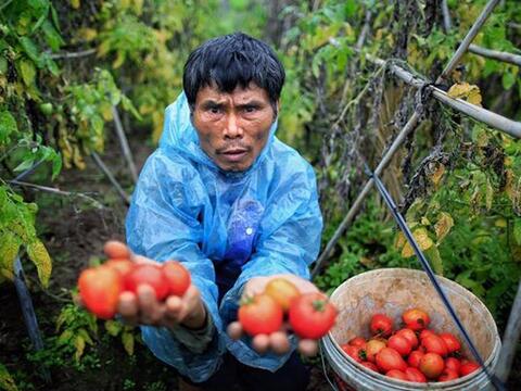 Cà chua tại vườn "rẻ như cho" 1.000 đồng/kg, ra chợ đắt gấp 10
