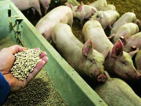 Không dùng thức ăn chứa kháng sinh kích thích tăng trưởng trong chăn nuôi