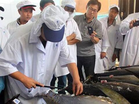 Cá ngừ Việt Nam bị áp thuế cao tại thị trường Nhật Bản